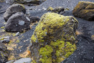 Moss- and lichen-covered rock