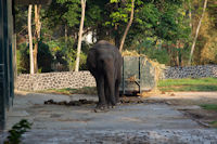 Elephants near Borobudur temple