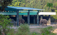 Elephants near Borobudur temple