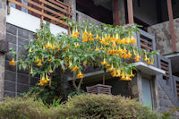 Flowers in gardens of Jiwa Jawa Resort hotel