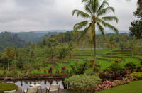 Rice paddies in the morning from the pool at Ijen Resort and Villas