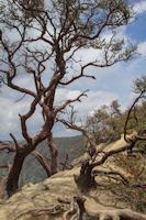 Tree on Ijen crater rim