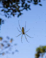 Hand-sized spider in a tree by the path to Licin village