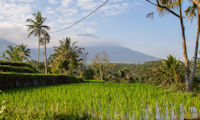 Peak to the east of Ijen crater, over a paddy field