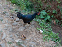 Licin village chicken and chicks