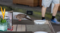 Avian visitor to the beachside restaurant of the Puri Santrian