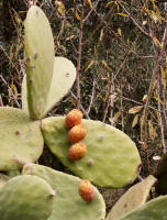Prickly-pear