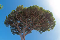 Tree in Anacapri