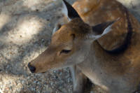 Deer near Nara National Museum