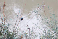 Kingfisher by the River Jordan