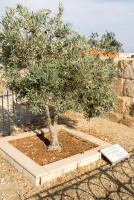 Olive tree commemorating pope John-Paul II’s visit