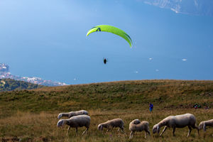 Goats and paraglider