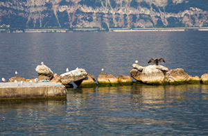 Lake birds