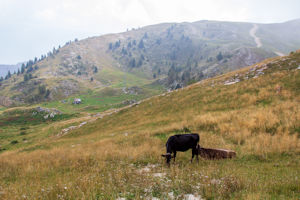 Belled cattle on Monte Baldo