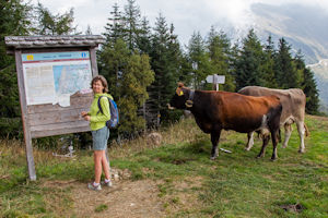 Magda consults a map as cattle look on