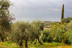 Olive grove with Limone in the background