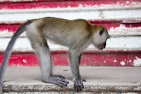 Monkeys on the steps leading up to the Temple Cave