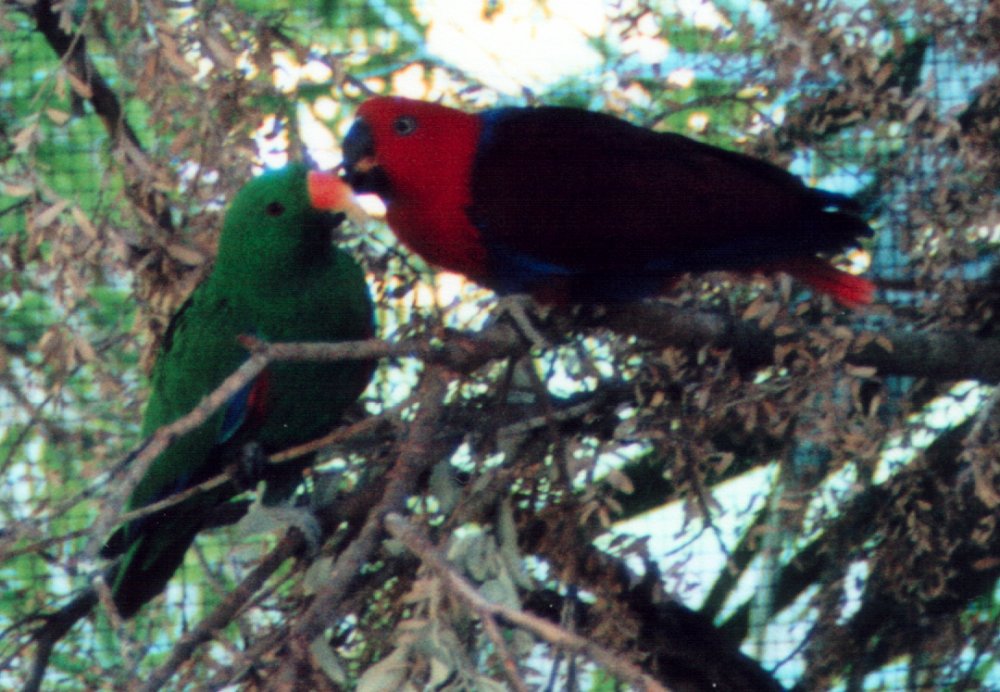 Male and female parrot