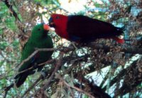 Male and female parrot [140kB]