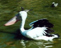 Pelican (2) [121kB]