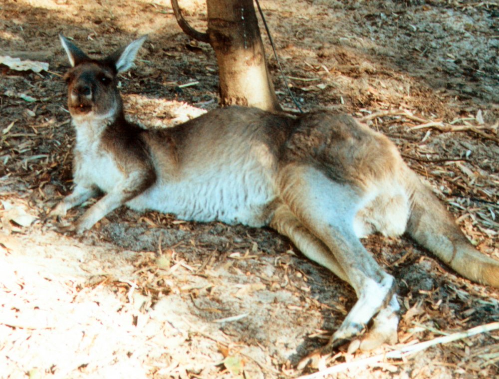 Relaxing wallaby