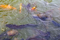 Turtles and fish in Swan Lake