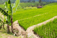 Rice terraces at Jatiluwih