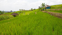 Rice terraces at Jatiluwih