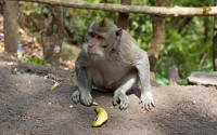 Banana- and peanut-eating monkeys beside a road above lake Tamblingan