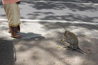 Banana- and peanut-eating monkeys beside a road above lake Tamblingan