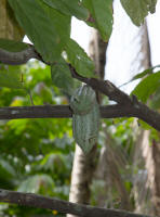 Cocoa pod at coffee plantation, Baturiti