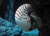 Nautilus in Siam Ocean World