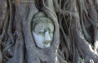 Buddha head enveloped in roots of a banyan tree
