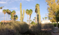 Cactus garden of Scottsdale hotel