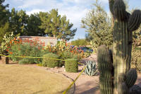 Cactus garden of Scottsdale hotel