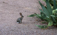 Jack rabbits at Scottsdale hotel