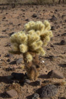 Spiky desert shrub