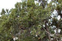 Juniper tree