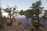 Trees on the south rim