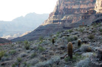 Small cactuses growing in the canyon