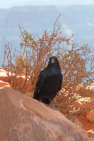 Crow hoping for breakfast crumbs