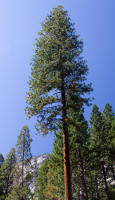 Redwood tree, Yosemite Village