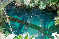 The floor of the rainforest to the aquarium beneath