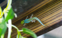 Blurred gecko