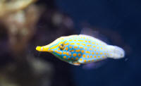 Blurred fish