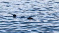 Sea lions near Fisherman’s Wharf, Monterey