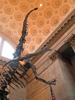 Barosaurus in the entrance hall of the AMoNH