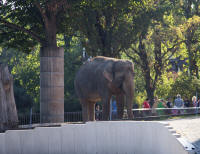 Elephant in the Zoologischer Garten