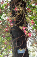 Special plants growing on a tree in the royal palace