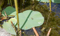 Water droplet on a lily pad